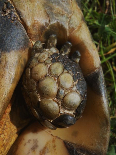 Testudo marginata